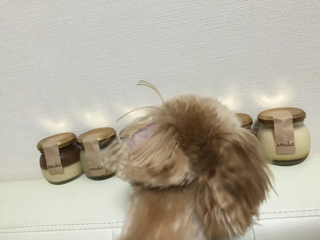 画像: 愛犬のアニーちゃんも気になるっぽい。 店舗販売、ネット販売もしています♪ 気になる方は、要チェック♡ 尾崎のオススメプリンでした♡
