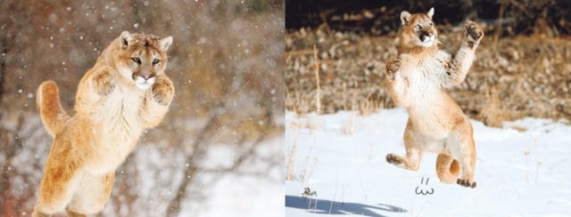 画像5: 海の動物から陸の動物まで。いろいろあるけど、とりあえず跳んでみたら、いーんじゃない?