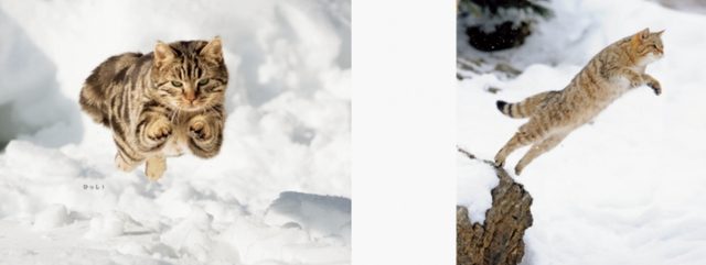 画像3: 海の動物から陸の動物まで。いろいろあるけど、とりあえず跳んでみたら、いーんじゃない?