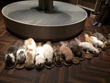 画像: 渋谷店は、在籍する猫がすべて子猫となっております。子猫は好奇心一杯で元気がよく、店内を縦横無尽に遊びまわります。お客様にも興味しんしん。オープン時から20匹の猫が在籍しており、「猫カフェに来たのに猫が寝てばかりで遊んでくれない」・「猫が少なくて触れ合えない」ということはありません。