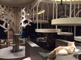 画像: 渋谷宇田川町にありますアソルティ渋谷ビル8階・9階に店舗を構え、店内からは渋谷が一望できる最高の見晴らしとなっております。喧騒から一歩遠ざかり、落ち着いた空間で猫たちとの癒しのお時間を。店内には、MoCHAのシンボルでもあるツリーが設置されており、猫たちが上って遊ぶ様子を眺めることができます。