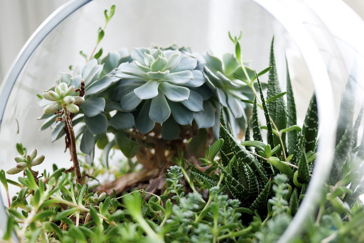 画像: BOTANIST-BOTANICAL SHAMPOO | ボタニスト-ボタニカルシャンプー