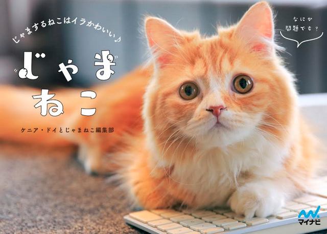 画像: ケニア・ドイさんの写真集「じゃまねこ」(マイナビ出版)