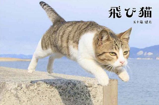 画像: 飛び猫パネル展