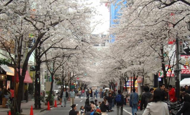 画像: 『サラベス 東京店』 ルーフトップテラスから桜並⽊を望む…
