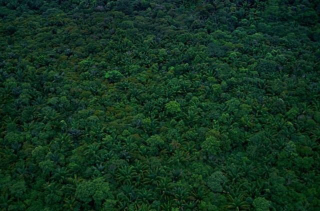 画像: Brazil.日本の約20倍というとてつもない広さの世界最大の熱帯雨林、アマゾン。