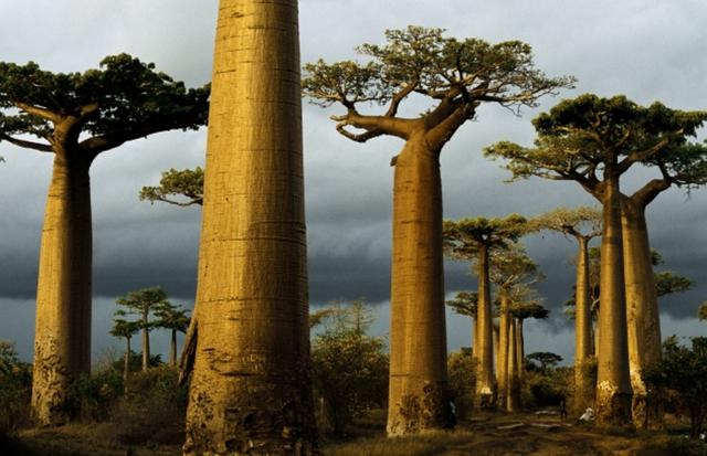 画像: Madagascar.先ほどまでのスコールが過ぎて、夕陽がバオバブを黄金色に染めていく。