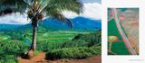 画像4: 5月16日(月)に、写真集『HAWAII』(写真:杉本 篤史)が刊行されます。