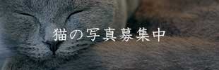 画像: 猫と名言