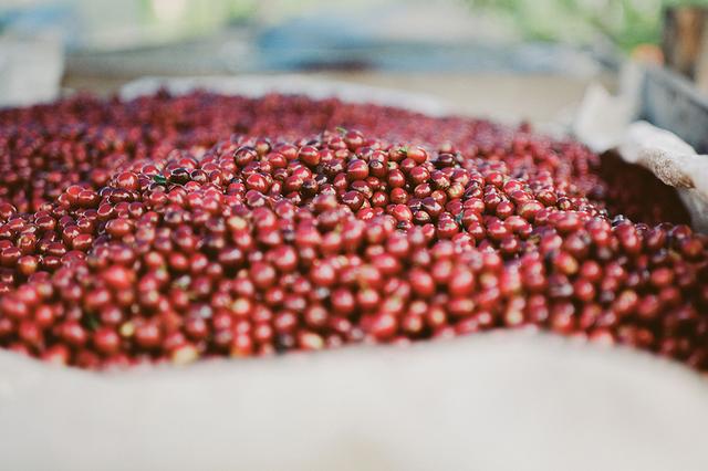 画像1: 新感覚。身体にも嬉しいコーヒーのお茶