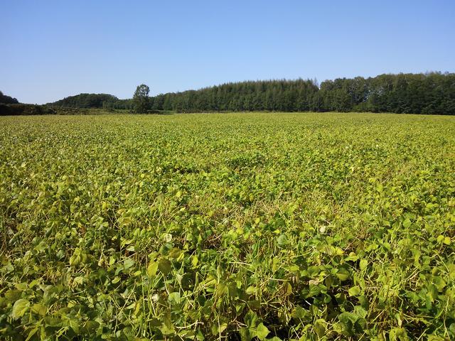 画像: 初夏の北見のあずき畑