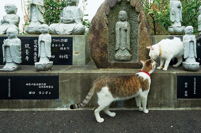 画像1: 〈ねこ寺〉として話題!あの「御誕生寺」の写真エッセイ集 『寺ねこDAYS ねこはなやまニャい』