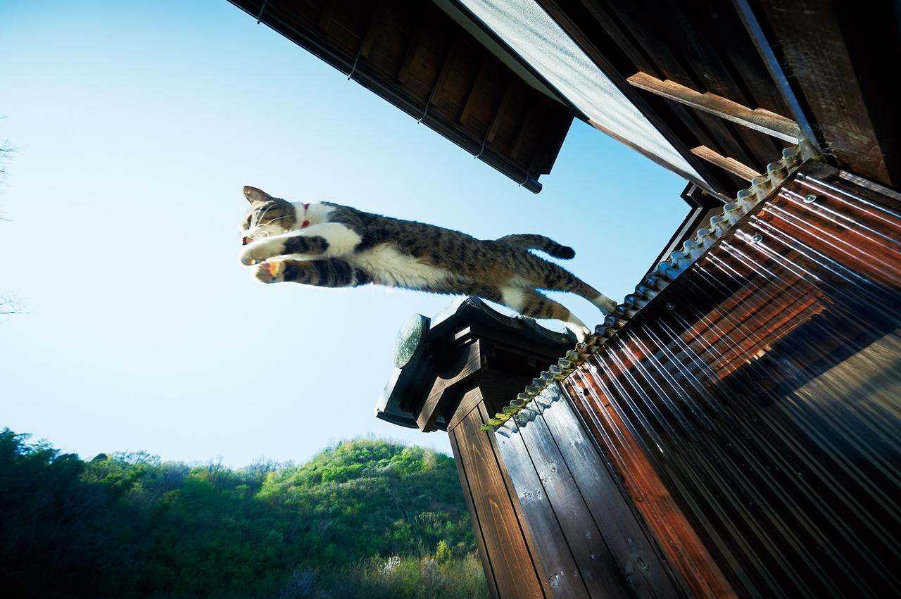 画像2: 〈ねこ寺〉として話題!あの「御誕生寺」の写真エッセイ集 『寺ねこDAYS ねこはなやまニャい』