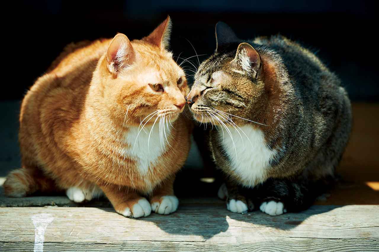 画像4: 〈ねこ寺〉として話題!あの「御誕生寺」の写真エッセイ集 『寺ねこDAYS ねこはなやまニャい』
