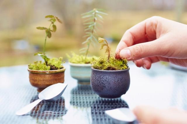 画像: 樹のワークショップで鉢植えや紅葉小箱をつくる