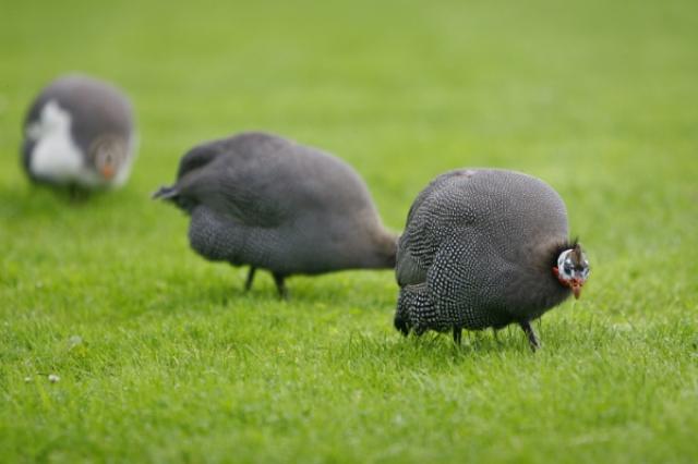 画像: 生後1年以上経過した骨太の鳥と1年に満たない鳥を、メニューによって使い分けます。肉のつき方や脂などが異なる2種のほろほろ鳥を楽しむことができます。