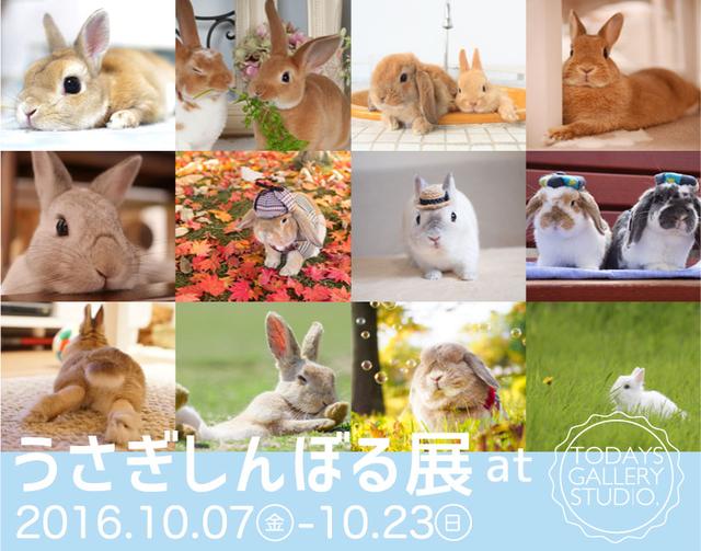 画像6: うさぎフォトグラファーやSNSで人気のモキュ様など250点以上展示!