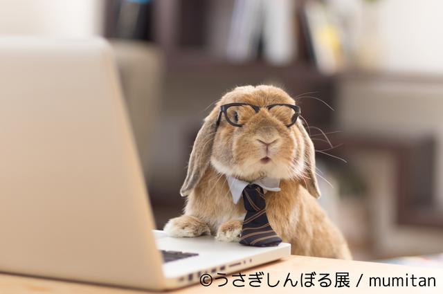 画像2: うさぎフォトグラファーやSNSで人気のモキュ様など250点以上展示!
