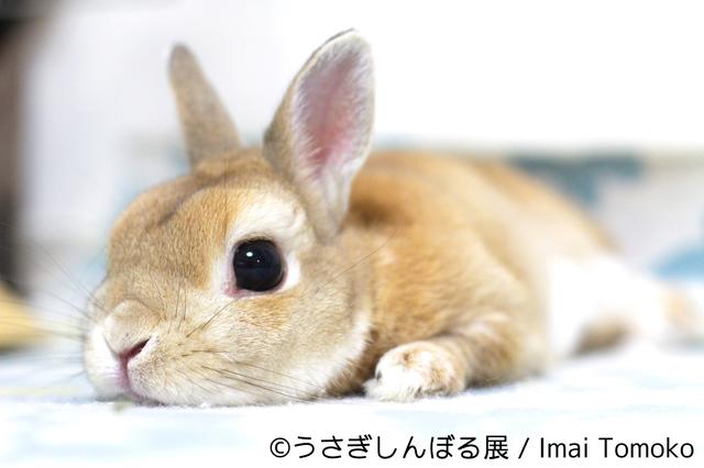 画像1: うさぎフォトグラファーやSNSで人気のモキュ様など250点以上展示!