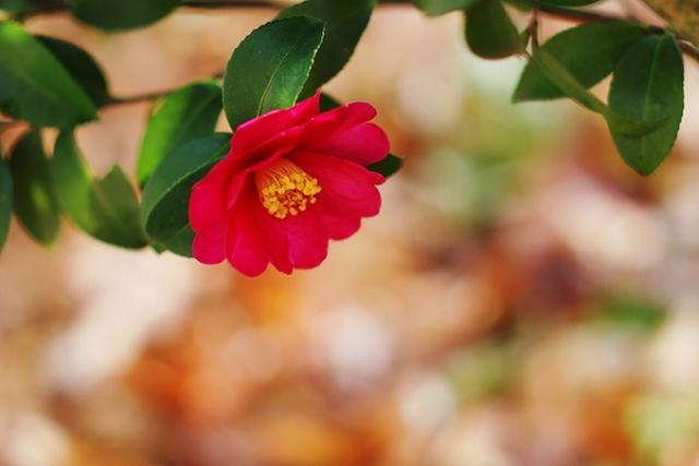 画像1: 美肌の湯から愛でる紅白の椿