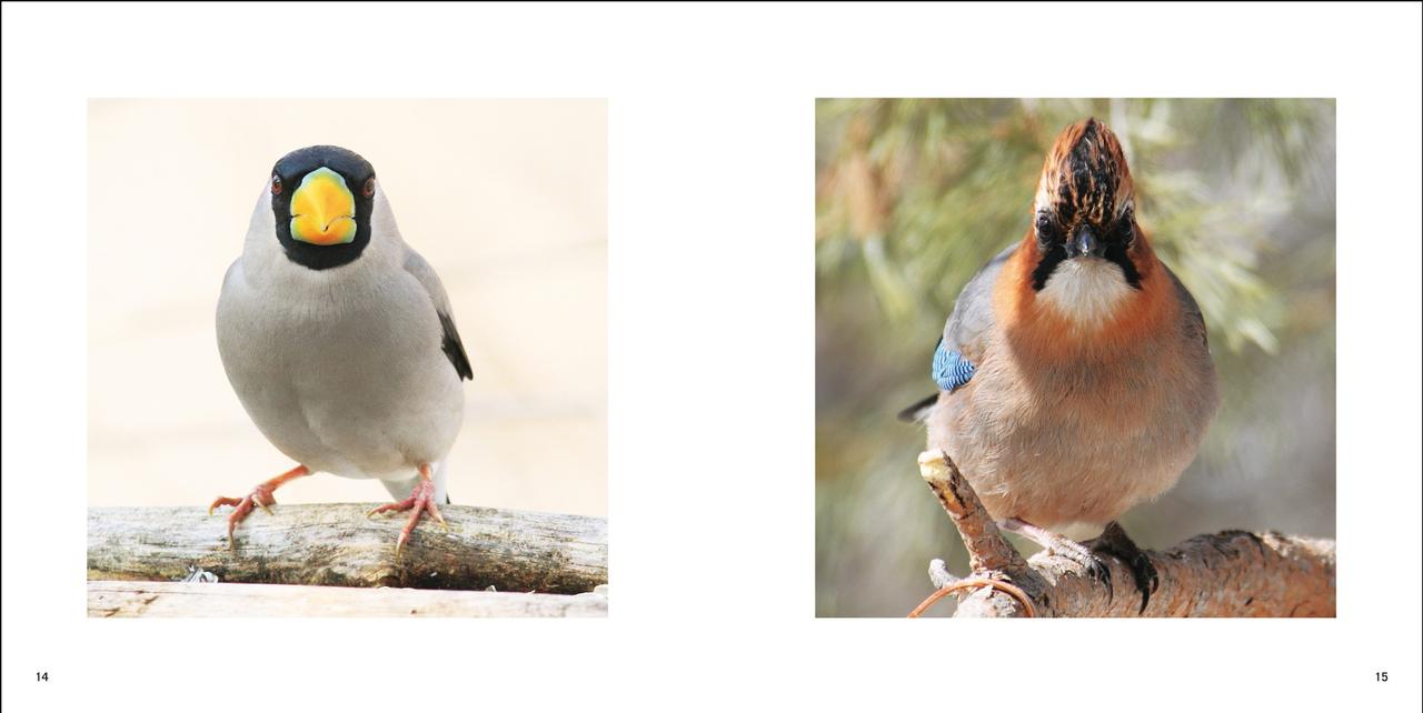 画像4: 野鳥のイキイキとした“正面顔”だけを集めた写真集 『鳥の正面顔』