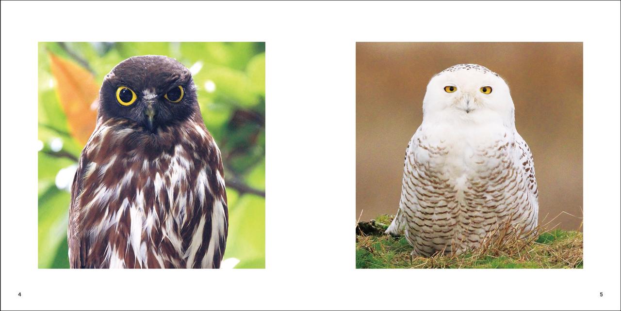 画像2: 野鳥のイキイキとした“正面顔”だけを集めた写真集 『鳥の正面顔』