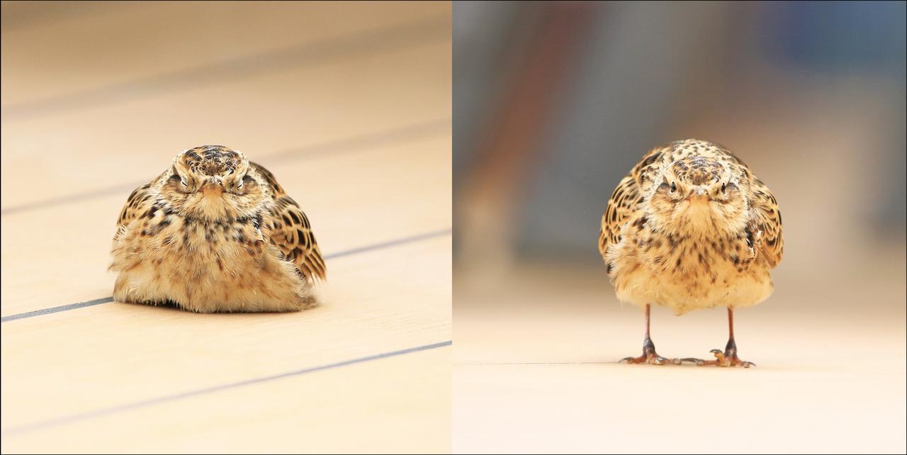 画像6: 野鳥のイキイキとした“正面顔”だけを集めた写真集 『鳥の正面顔』