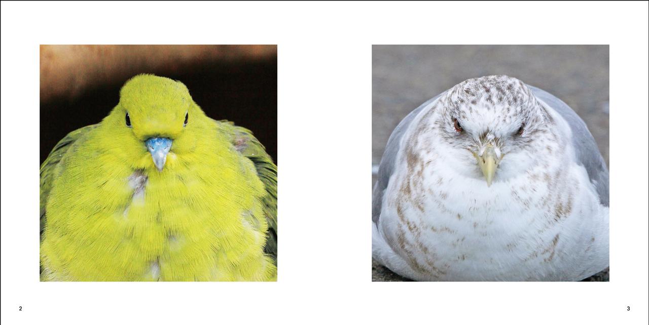 画像1: 野鳥のイキイキとした“正面顔”だけを集めた写真集 『鳥の正面顔』