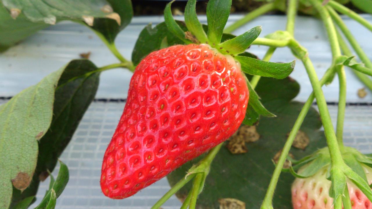 画像4: 赤レンガ倉庫に甘酸っぱい香りが広がる10日間！