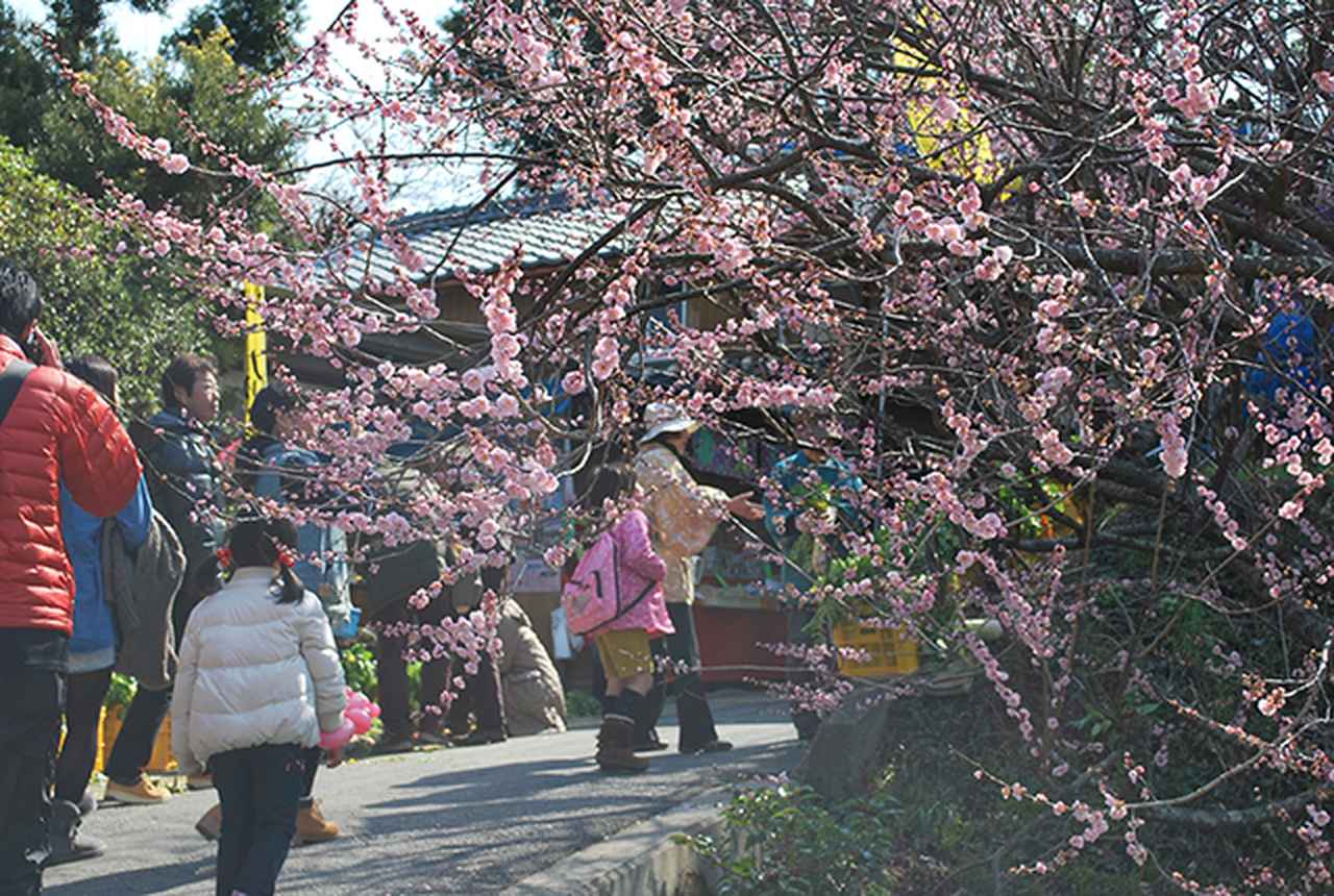 画像3: 最高賞金は現金30万円！『梅干しの種飛ばし』No.1決定戦