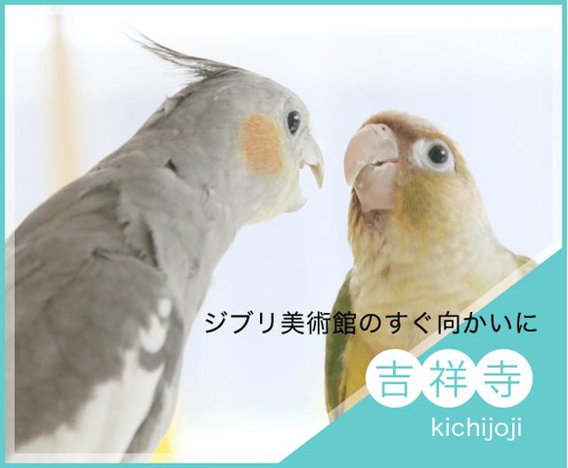 画像: ことりカフェ表参道 | モモイロインコやオカメインコたちが癒してくれる表参道のことりカフェ