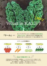 画像4: 誰か食べてください!7日間限定!自家農園で大豊作につきケール祭り開催!