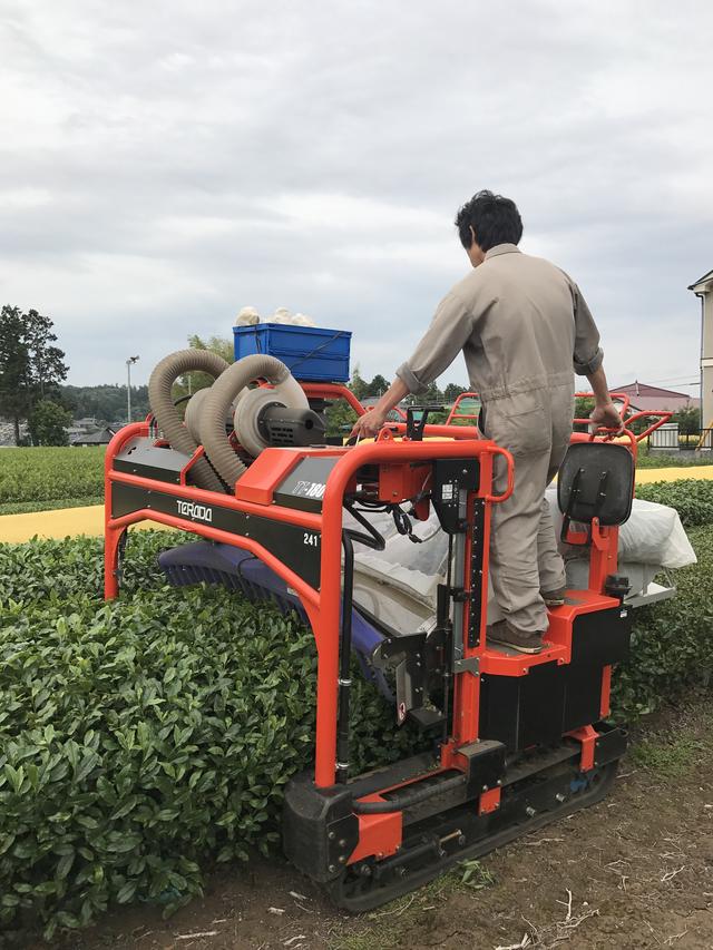 画像1: 茶摘み体験も!