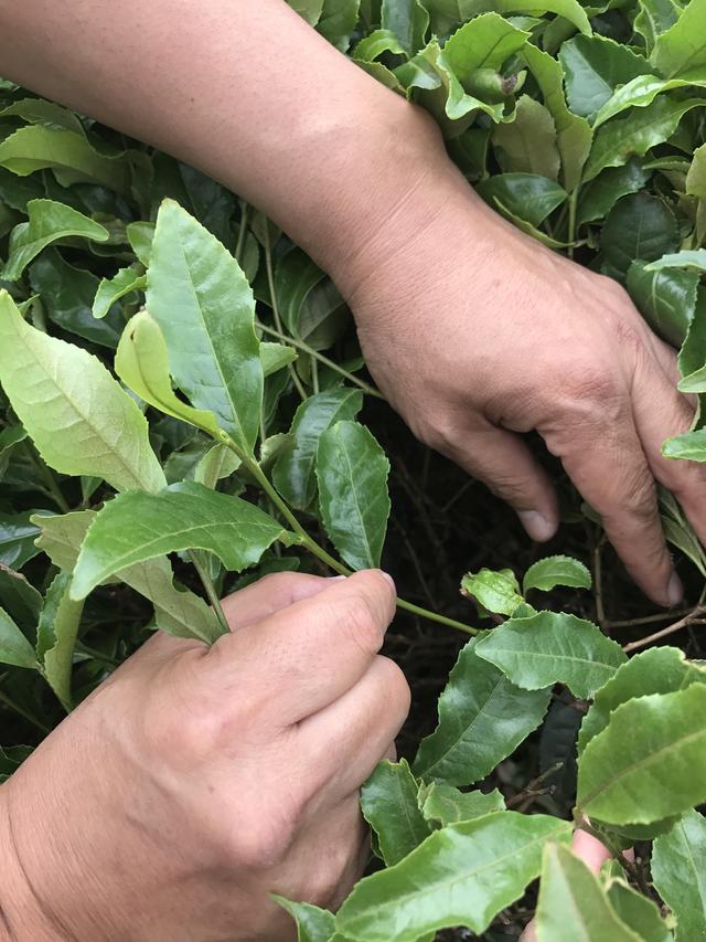 画像: あまり力を入れなくてもスッと摘むことができます
