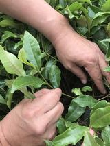 画像: あまり力を入れなくてもスッと摘むことができます