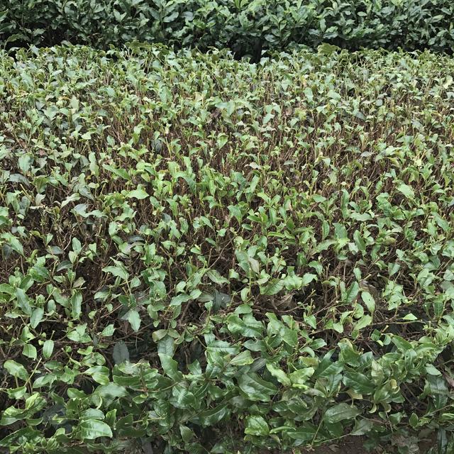 画像4: 茶摘み体験も!