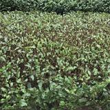 画像4: 茶摘み体験も!