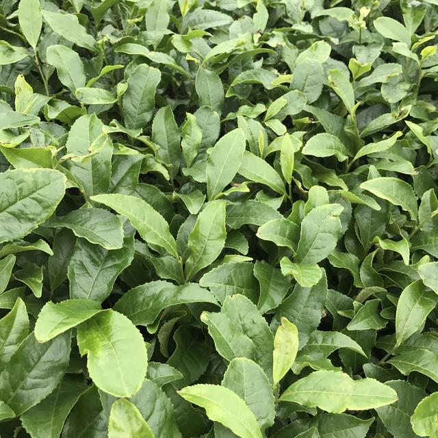 画像: 抹茶は独自の工場で製造される!