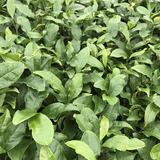 画像: 抹茶は独自の工場で製造される!