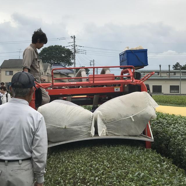 画像2: 茶摘み体験も!