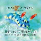 画像: 珠玉のウミウシとその仲間たち