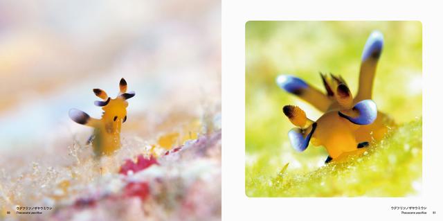 画像: ウデフリツノザヤウミウシ