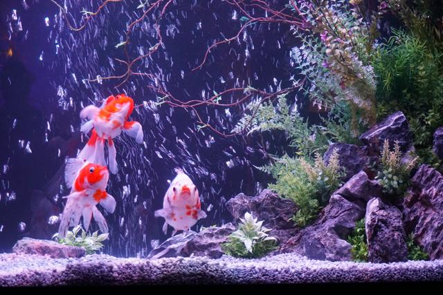 画像: 夏の風物詩である金魚を主役にした特設水槽がエレベーターホールに展示されています。