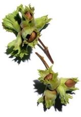 画像: クラランスの植物へのこだわり クラランスが使用しているヘーゼルナッツは、リノール酸やビタミン、ミネラルが大変豊富です。ヘーゼルナッツオイルはもともと酸化しにくいと言われていますが、クラランスはさらに高品質な状態で配合するために、無傷のヘーゼルナッツのみを使用し、低温圧搾法にてオイルを抽出しています。原産地にもこだわり、パルミトレイン酸が豊富なフランス原産のヘーゼルナッツを使用しています。