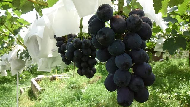 画像: 「ナガノパープル」を使用した季節限定スイーツ『朝露のしずく』