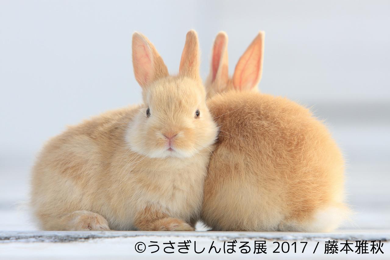 画像13: 「うさぎしんぼる展 2017」インスタ界“神うさぎ”などモフ&モキュ作品300点展示!