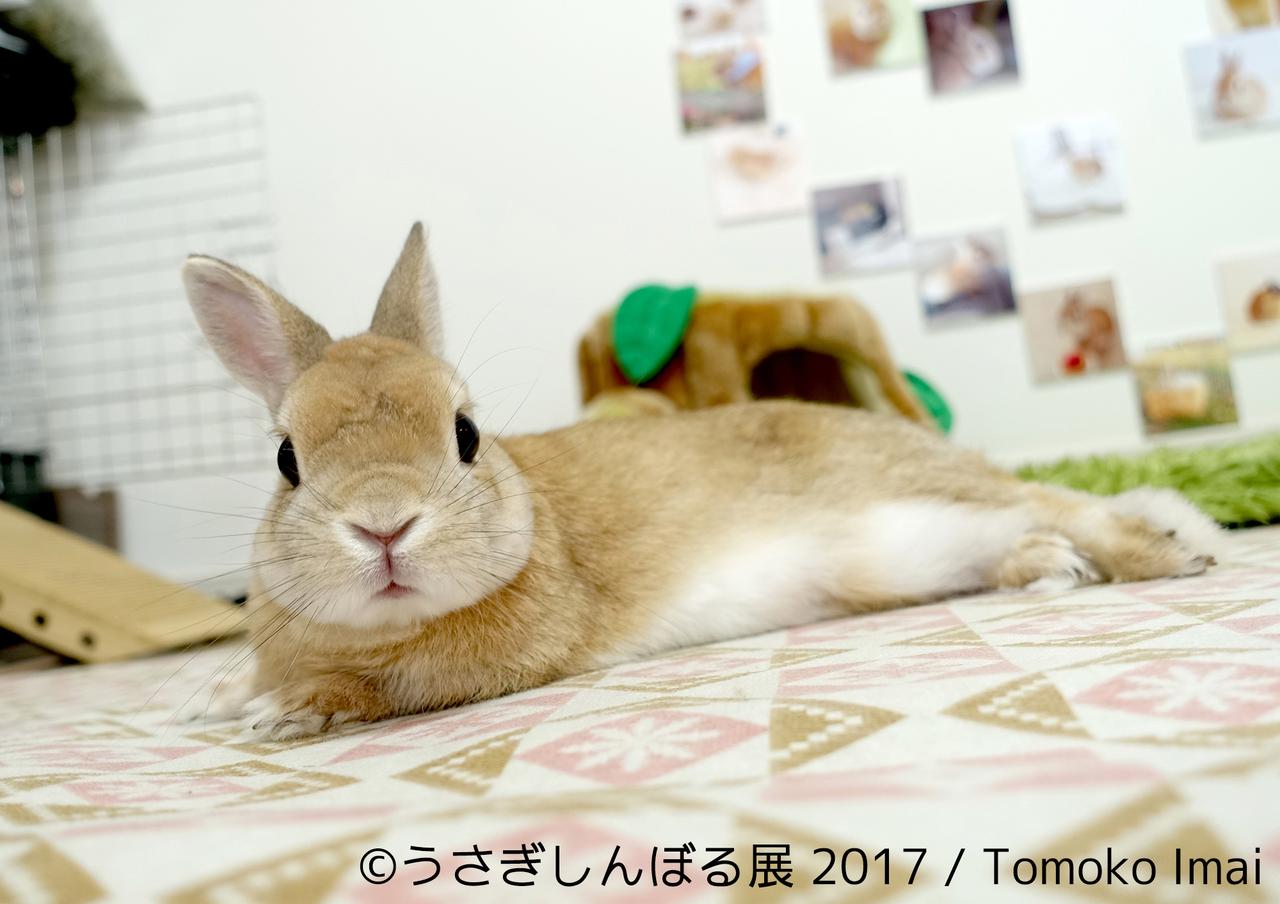 画像1: 「うさぎしんぼる展 2017」インスタ界“神うさぎ”などモフ&モキュ作品300点展示!