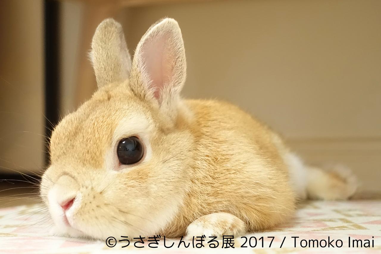 画像11: 「うさぎしんぼる展 2017」インスタ界“神うさぎ”などモフ&モキュ作品300点展示!
