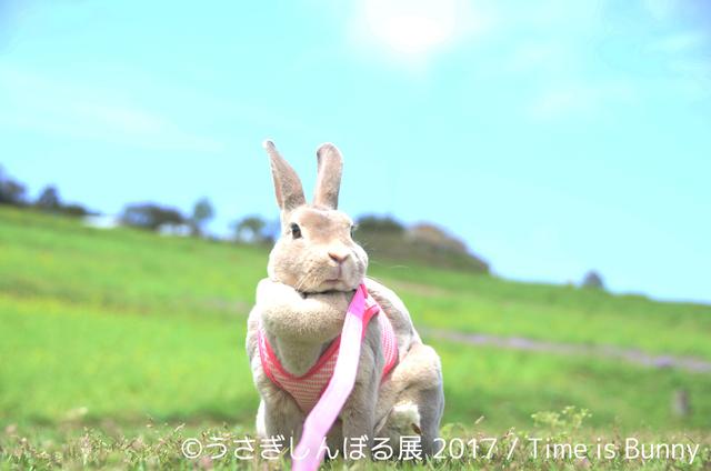 画像12: 「うさぎしんぼる展 2017」インスタ界“神うさぎ”などモフ&モキュ作品300点展示!
