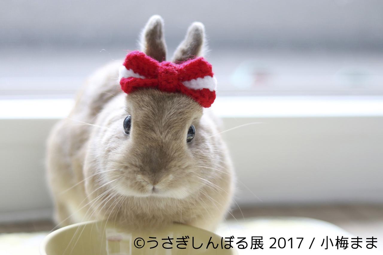 画像14: 「うさぎしんぼる展 2017」インスタ界“神うさぎ”などモフ&モキュ作品300点展示!